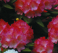 BallRhododendron_rot