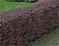 Blutberberitzen-Hecke