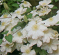 Clematis_hbrideweiss