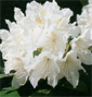 Rhodo-hybriede_weiss